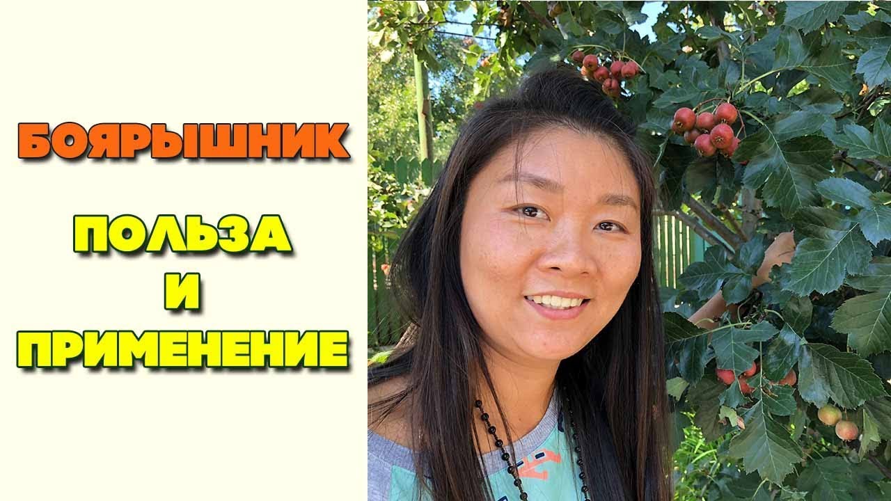 Боярышник применение | Боярышник очистит ваши сосуды | Польза и вред ...