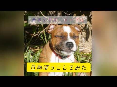 【子犬の成長記録】スタッフォードシャーブルテリア　メープル　ある日の日向ぼっこを撮り続けた動画