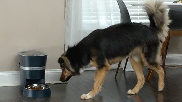 Feed Your Dog on Time, Every Time