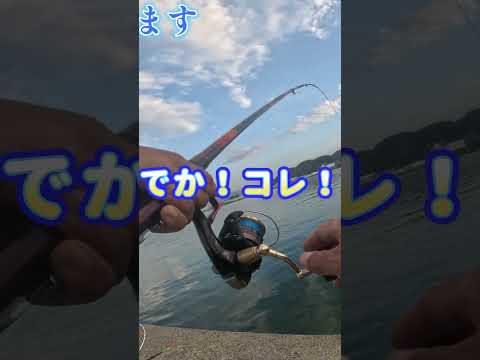 【唐津・波止フカセ】フカセ釣りでデカアジを#shots