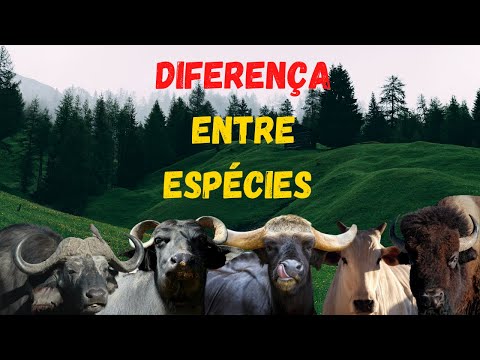 Vídeo: Diferença Entre Vaca E Búfalo