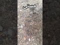 #aseel #aseelchicken #royalaseel #aseelfarming #farmvlog #viralvideo