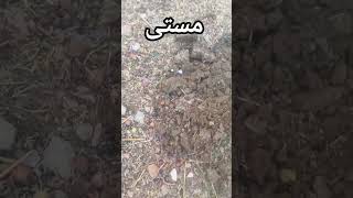 #aseel #aseelchicken #royalaseel #aseelfarming #farmvlog #viralvideo