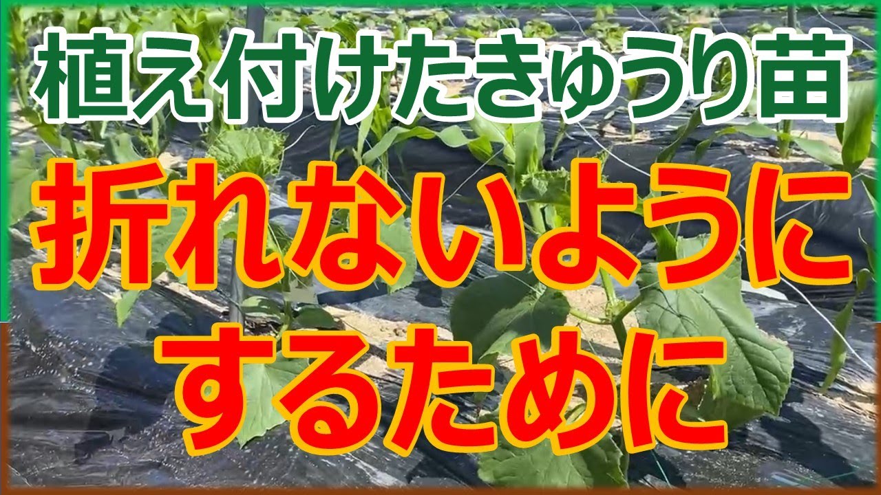 きゅうり栽培】植え付けた苗が折れないようにするためにやらなければ