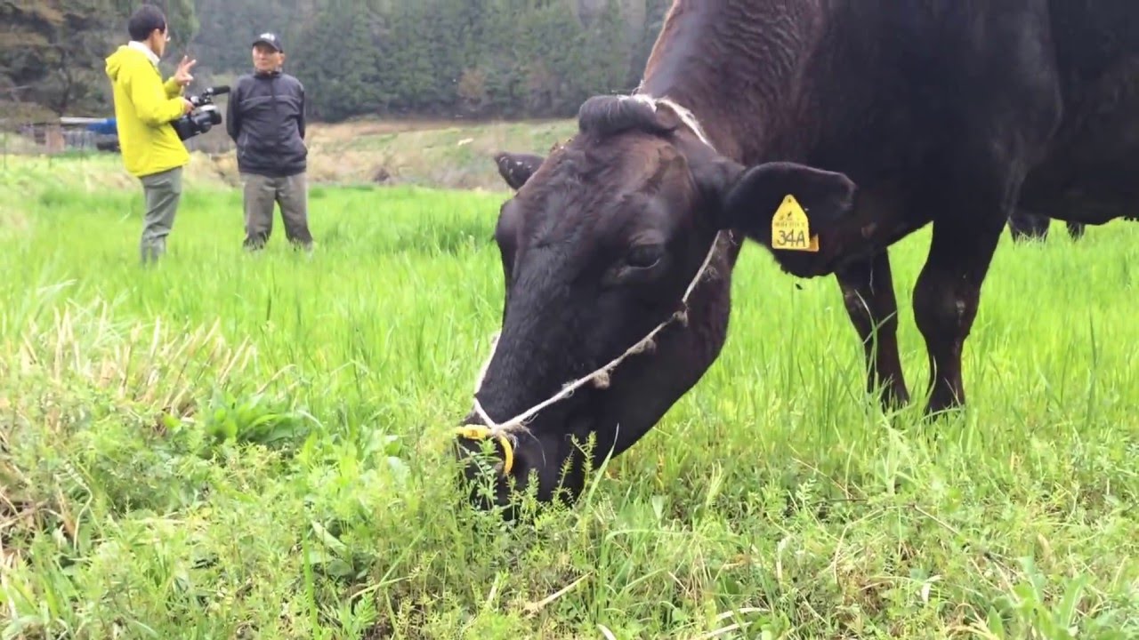 和牛のルーツ 千屋牛 とは 千屋牛振興会