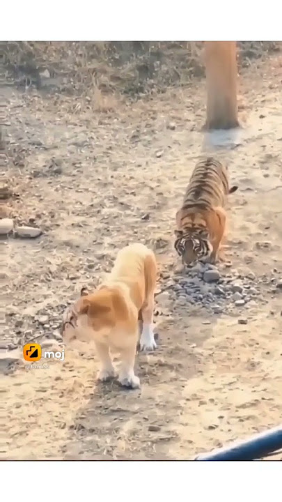 Tiger vs lion #tiger #zidan #funnyvideo