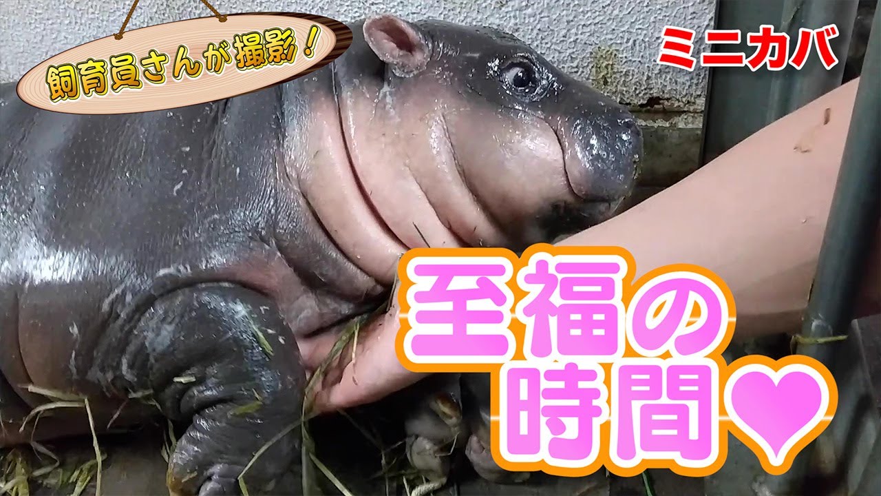 ミニカバの赤ちゃん 知られざる弱点があった！！ | みんなのダーウィン