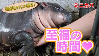 ミニカバの赤ちゃん 知られざる弱点があった！！ | みんなのダーウィン