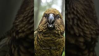Kea The Worlds Smartest Alpine Parrot From New Zealand