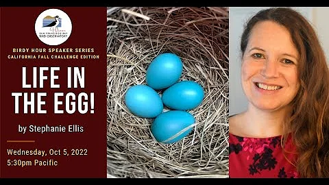 Life in the Egg! by Stephanie Ellis