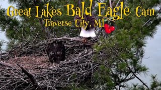 Chaos on the Nest! 🦅 Bird Escapes From Eaglet Snow & Harry! 😲 | 5-22-26