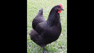 About Black Australorp chickens for backyard pets and eggs