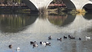 Китайские утки в парковом пруду