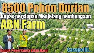 Download Lagu Menjelang Pembungaan Durian,Apa Saja yg dilakukan Team ABN Farm??Berikut Ulasannya MP3 Download Lagu Menjelang Pembungaan Durian,Apa Saja yg dilakukan Team ABN Farm??Berikut Ulasannya MP3