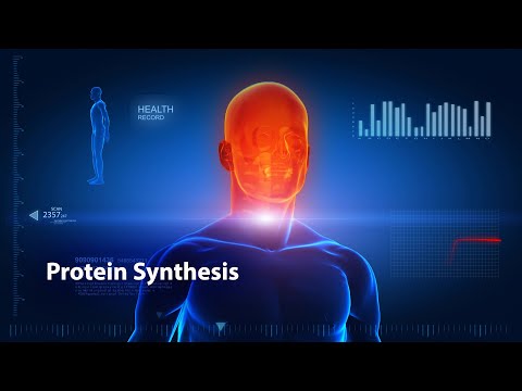 How Your Body Makes Protein - The Key To Living Stronger and Bolder!