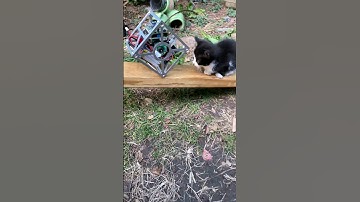 cool self-balancing robot cube vs. cats 😎 #shorts
