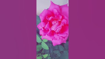 تلاوه صباحيه القارئ رعد الكردي الفاتحه مقام