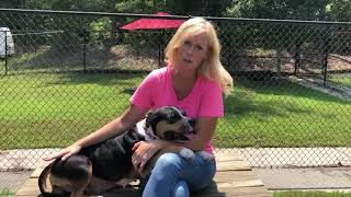 Teacher s Pet adoption special