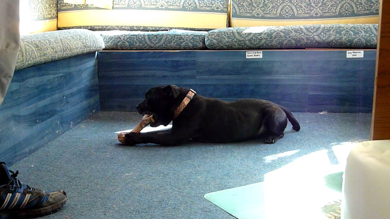 animal and man Taking bones off Ceaser (now adopted!).MOV