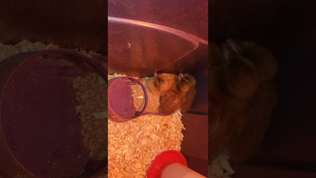 how to raise ducks for beginners