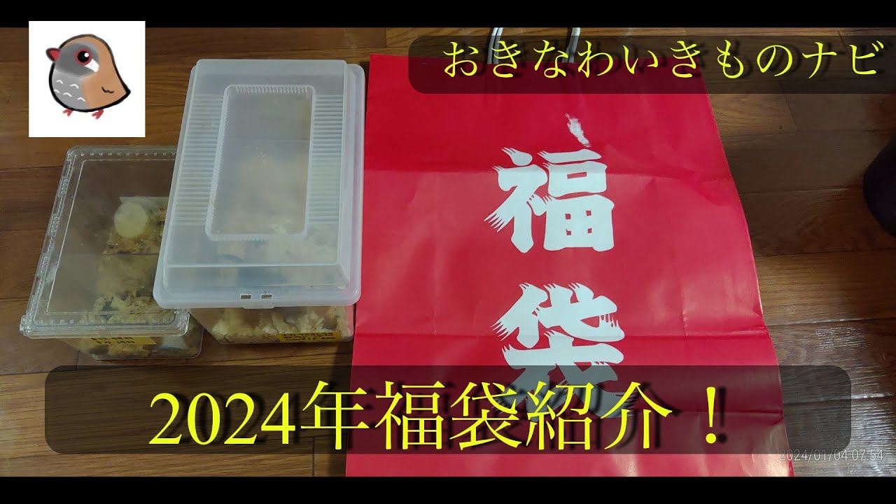 クワカブ福袋　オオクワガタ確定 新年の楽しみ！2024クワガタ福袋！紹介！ - YouTube