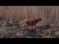 Vizsla - Utazó SZIVES Lars, gundog, pointer, hunting dog, bird retrieving , training Vizsla - Utazó SZIVES Lars, gundog, pointer, hunting dog, bird retrieving , training
