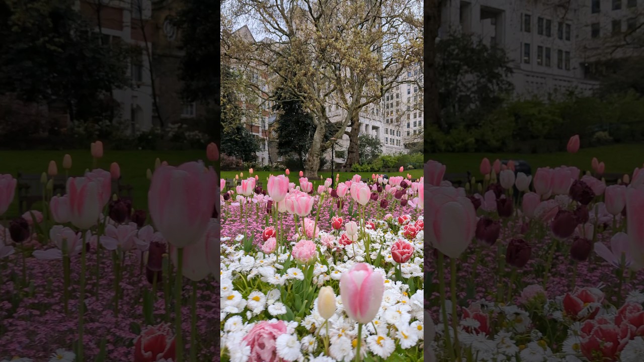 Tulips @ London, Victoria Embankment Gardens.🌷💝 