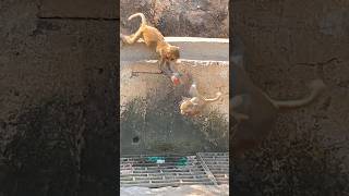 Bad Monkey Hurts The Baby Monkey