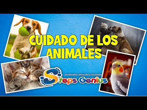 Video: Características Del Cuidado De Las Mascotas Durante La Muda