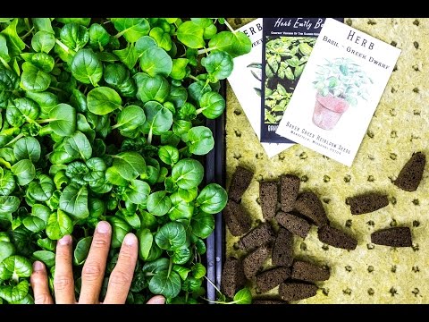 Types of Plugs for Starting Seeds in Commercial Vertical Hydroponics