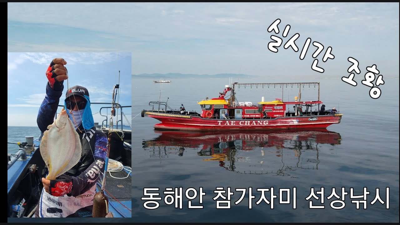 동해안 자연산 참가자미 낚시 / 가성비 쩐다~