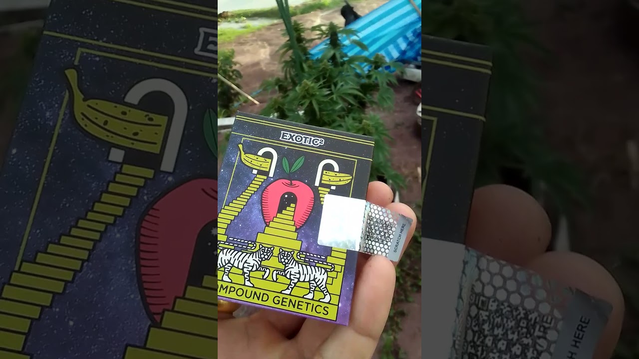 EXOTIC ComPound GENETICS 👌