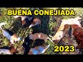 BUENA CONEJIADA! CACERIA de CONEJOS con PERROS. 2023 ARAUCO