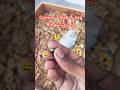 First Time Conure Chick కి Leg Ring వేస్తున్నా! 🐣 | Correct Method #birds #branding #conure#chicks