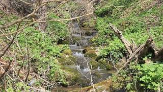 Sounds of the morning forest. Beautiful and soothing sound of gurgling water, ASMR.