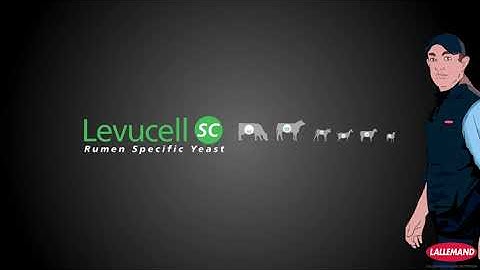 LEVUCELL SC - The Rumen-Specific live yeast for Optimal Performance