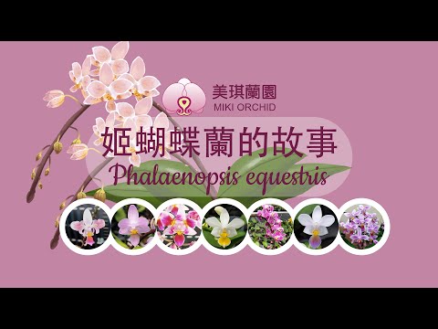 姬蝴蝶蘭故事介紹 Phal. equestris