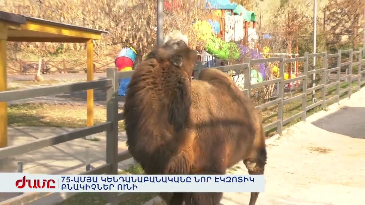 75-ԱՄՅԱ ԿԵՆԴԱՆԱԲԱՆԱԿԱՆԸ ՆՈՐ ԷԿԶՈՏԻԿ ԲՆԱԿԻՉՆԵՐ ՈՒՆԻ