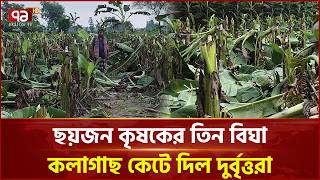 মেহেরপুরে ছয় কৃষকের তিন বিঘা জমির কলাগাছ কেটে দিল দুর্বৃত্তরা | Meherpur | Ekattor TV