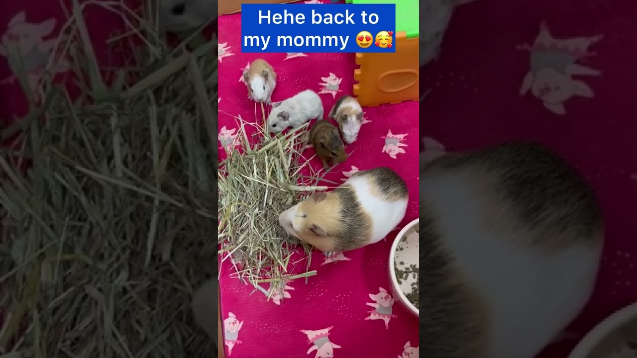 10 Guinea pig pets hotel 