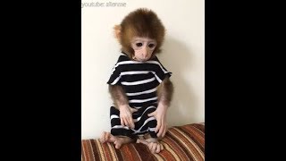 The most handsome pocket monkey in 2018