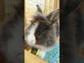 Most famous internet rabbit thumper on eatyourbackyard