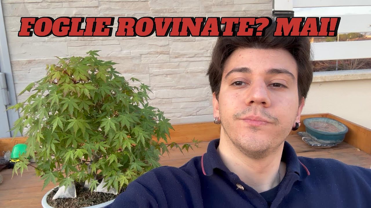 Perché i vostri aceri soffrono e I MIEI NO