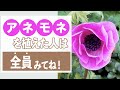 できる事なら毎年咲かせたい!アネモネの夏越し