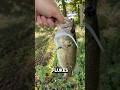 ZOOM SUPER FLUKE! #bassfishing #fishing #dogs #fishinglure #xyzbca #fypage #viralvideo #pug