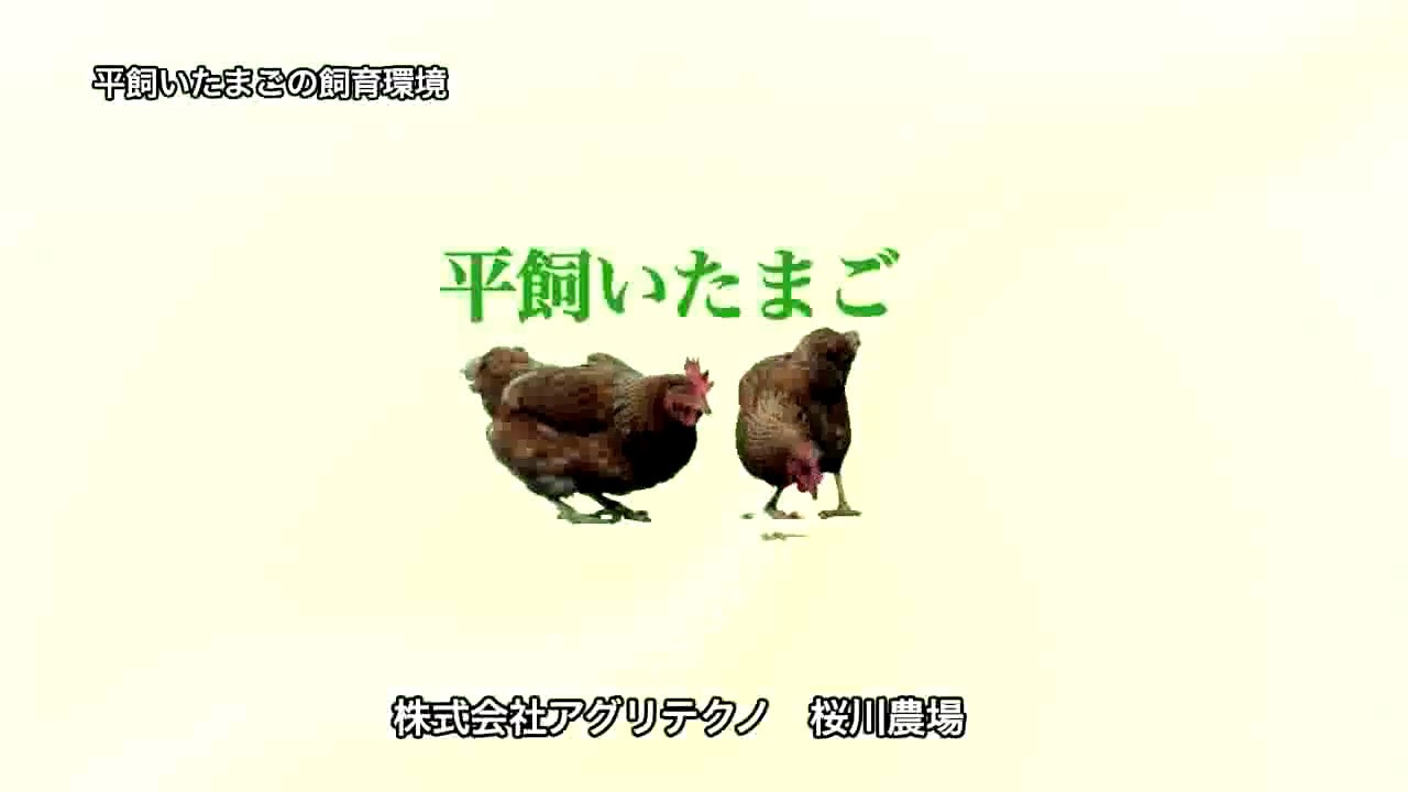 やさしい平飼いたまご