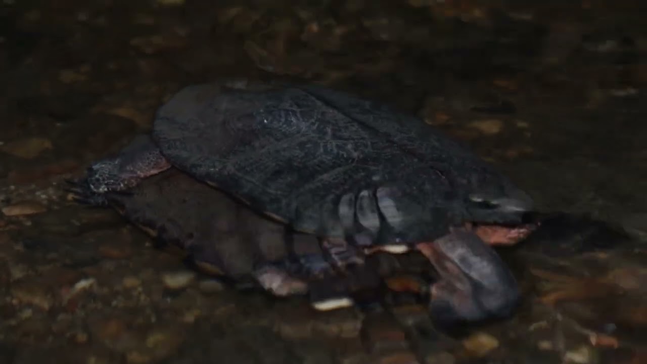 Aggressive Wood Turtle Mating Behavior