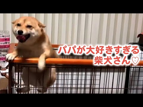 お父さんが大好きすぎるマメちゃん♡ そのまっすぐな目線にキュンです……！