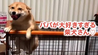 お父さんが大好きすぎるマメちゃん♡ そのまっすぐな目線にキュンです……！