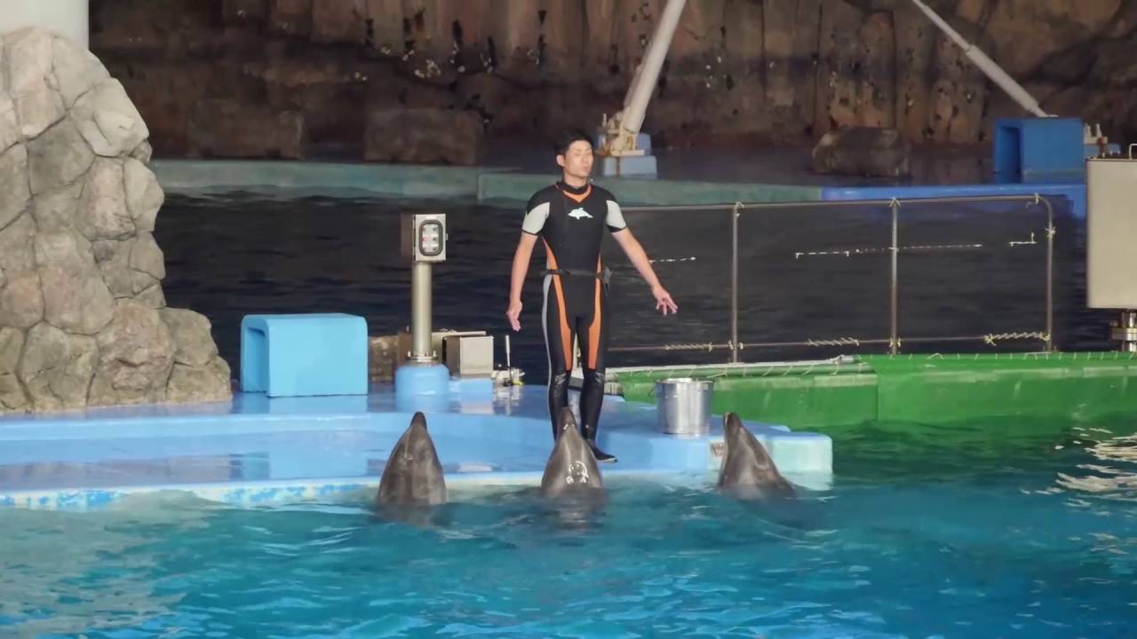 名古屋港水族館、夜のイルカショー 2016